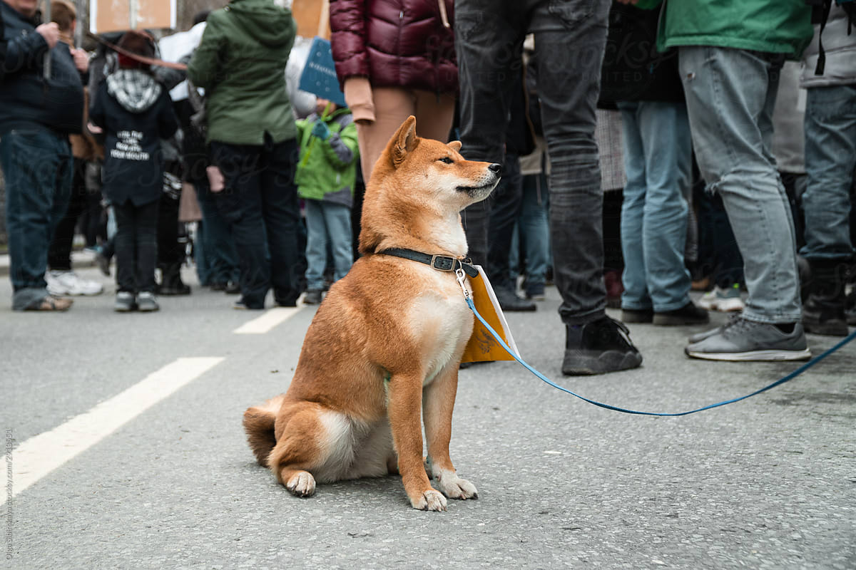 Dog activist on Demonstration