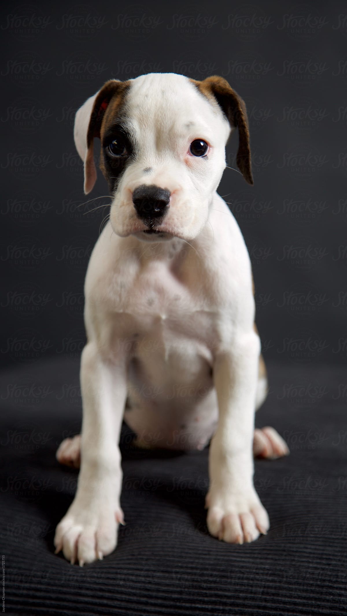 Boxer Puppy In Grey Studio by Jaydene Chapman Dog, Puppy