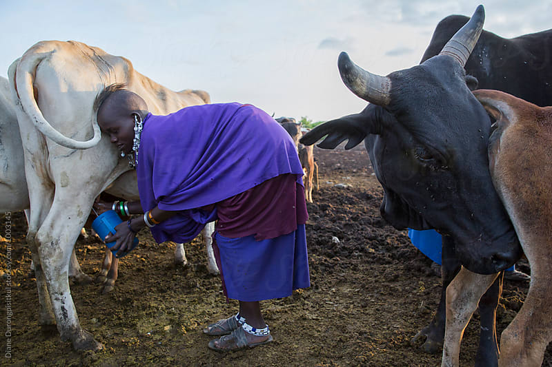 Tribal Maasai Girl Milking Cows