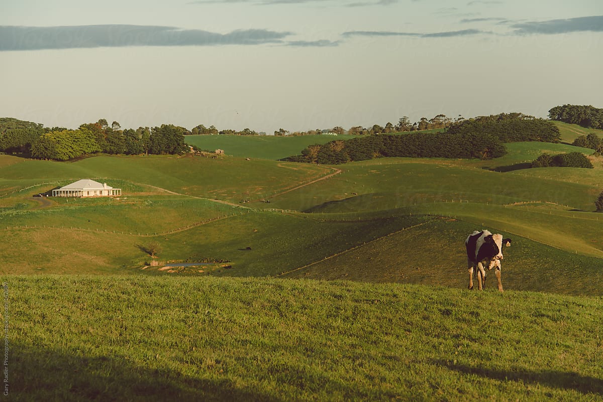 Lone Cow on Rolling Green Pasture