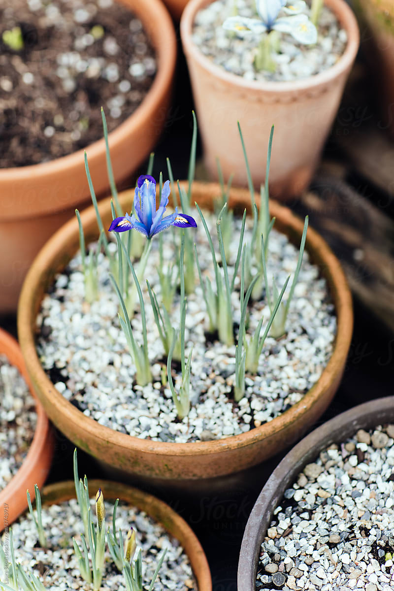 Dwarf Iris in pot with grit