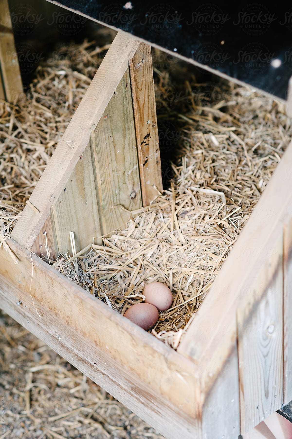Freshly laid eggs on straw in a chicken coop
