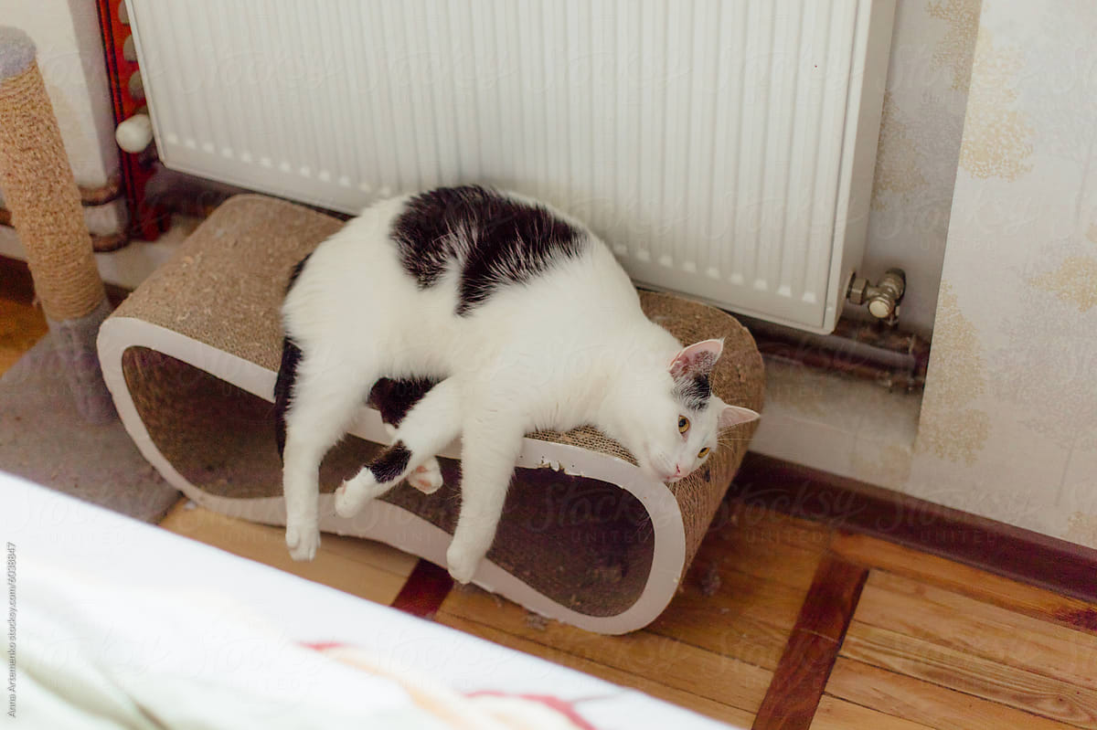 cat sleeps on a scratching post