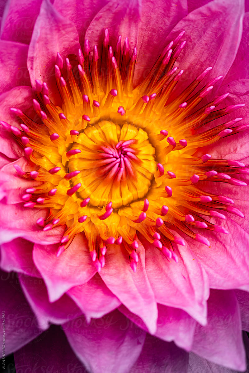 pink and yellow water lily