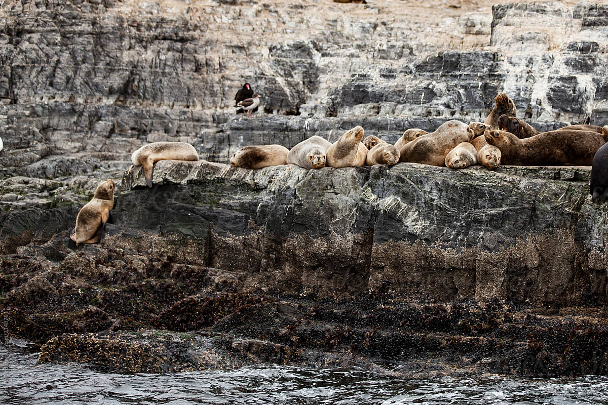 A Sea Lion Colony Resting