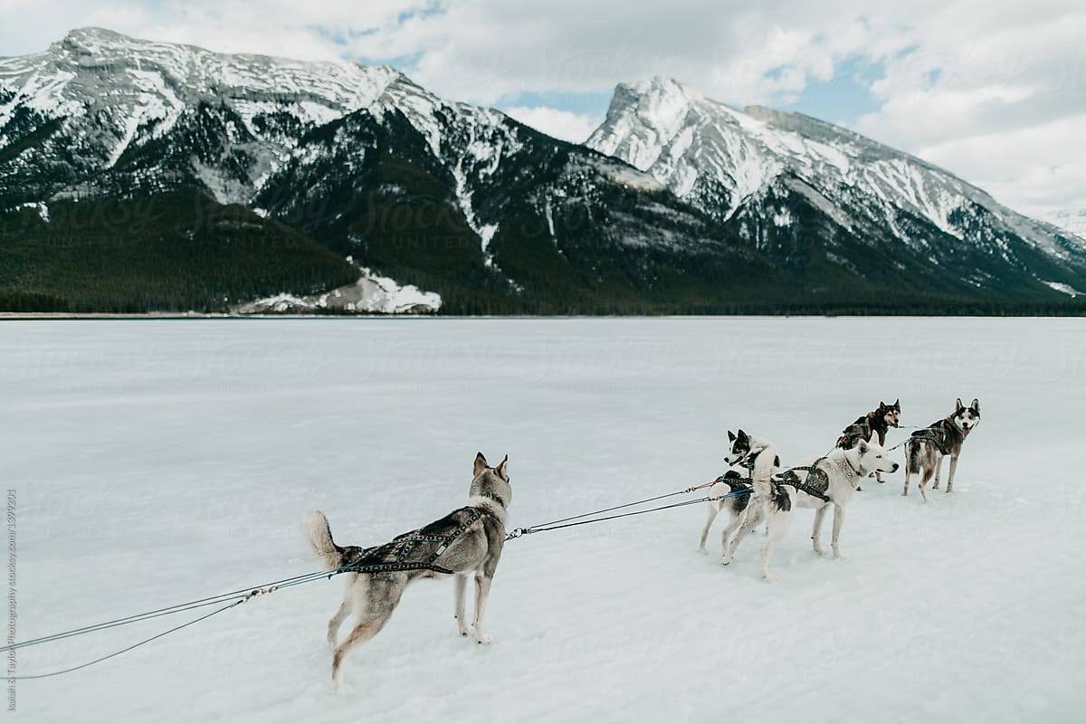 A pack of huskies standing on frozen lake