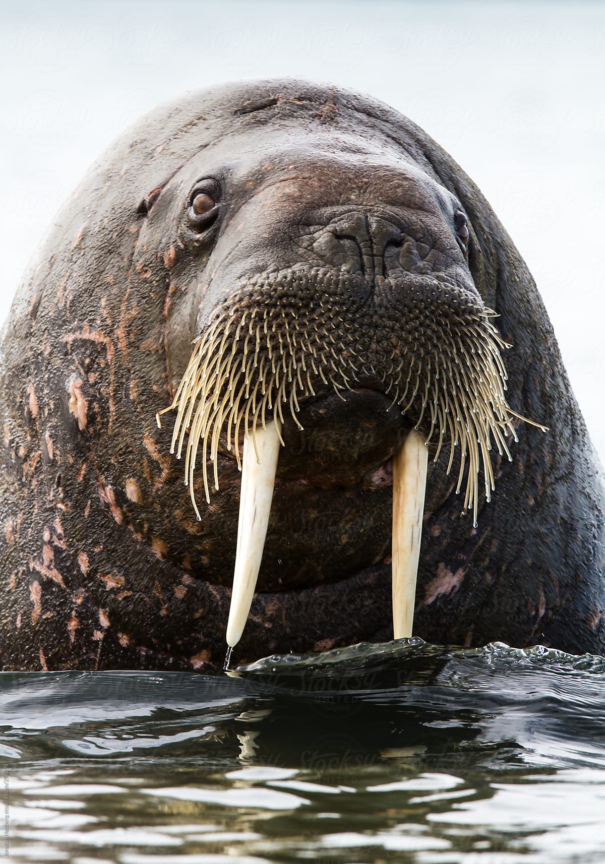 Portrait of a walrus
