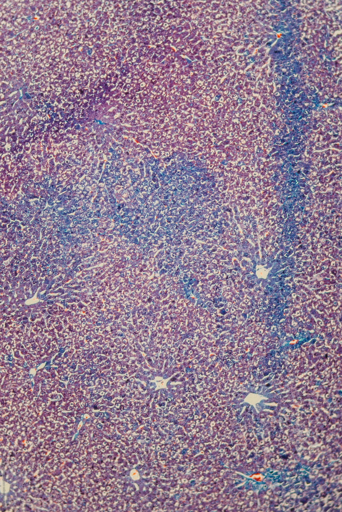 animal cells of rat liver tissue micrograph