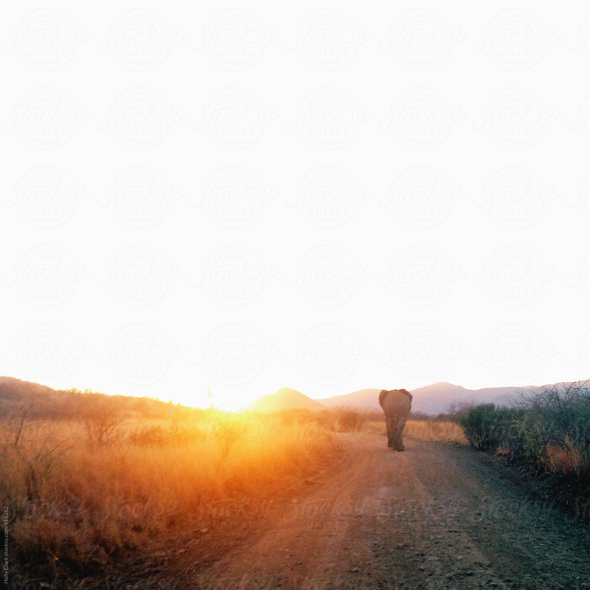 Elephant walks down dusty road into brilliant sunset.
