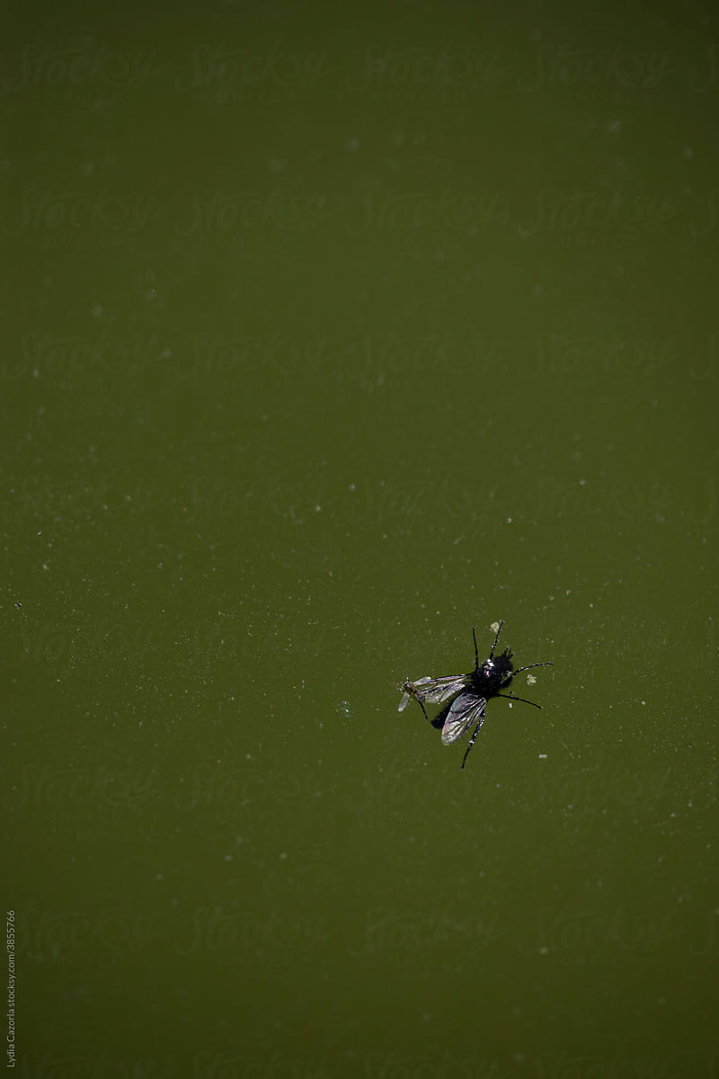 Close-up of a fly floating in a river or pool