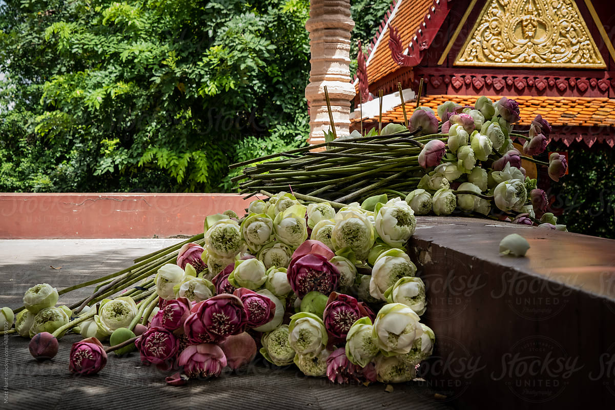 A pile of blooming lotus flowers at at buddhist temple