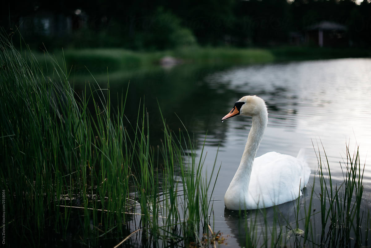 Wild swan drifting in lake water