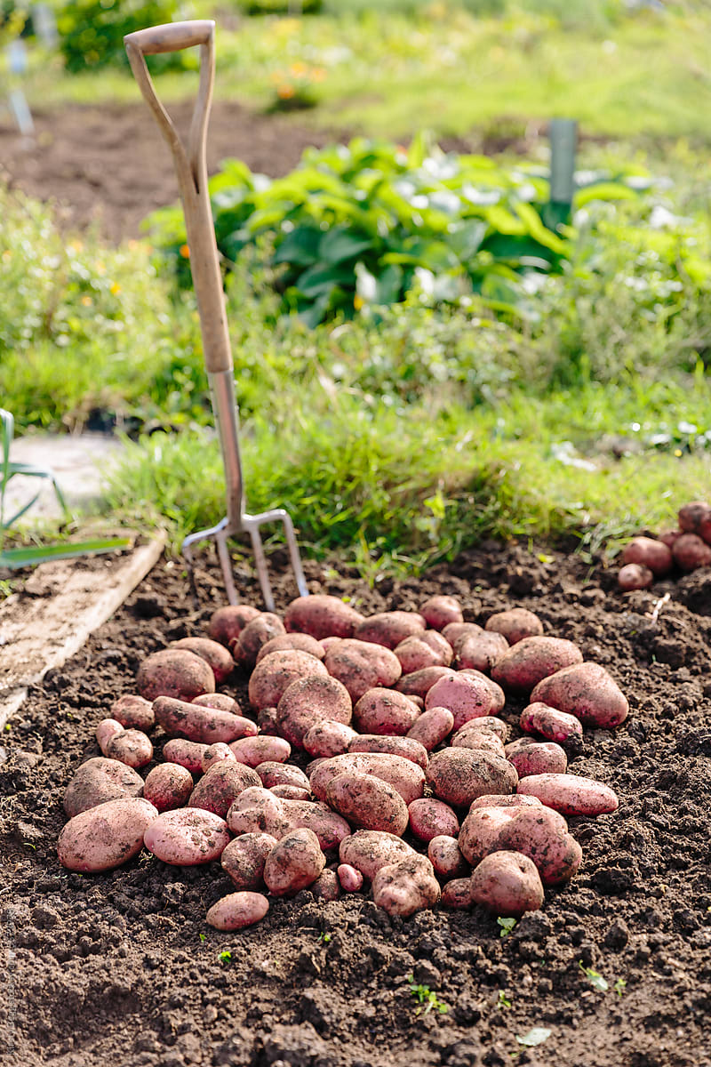 Freshly dug potatoes on allotment with garden fork