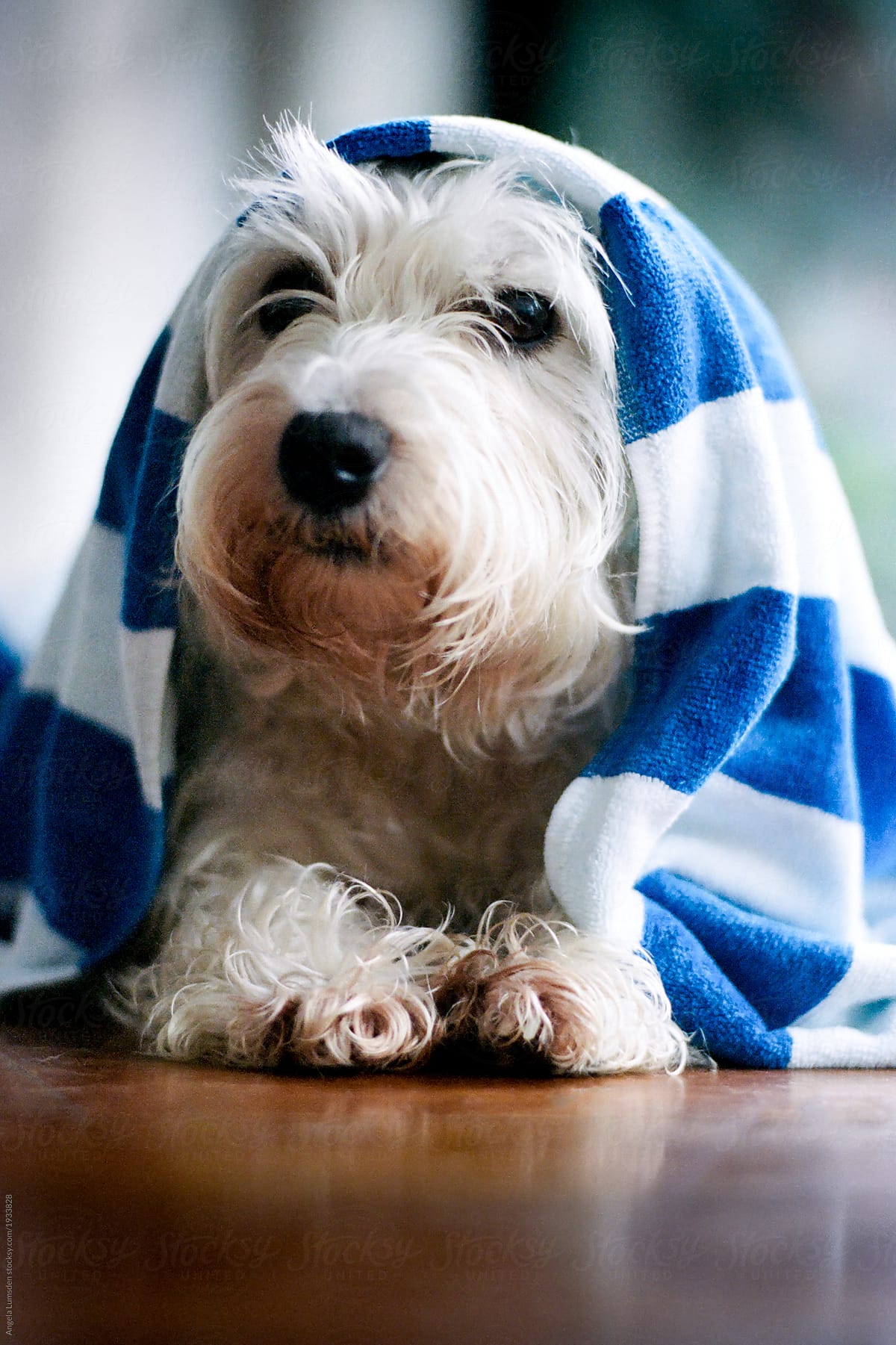 wet towel for dog