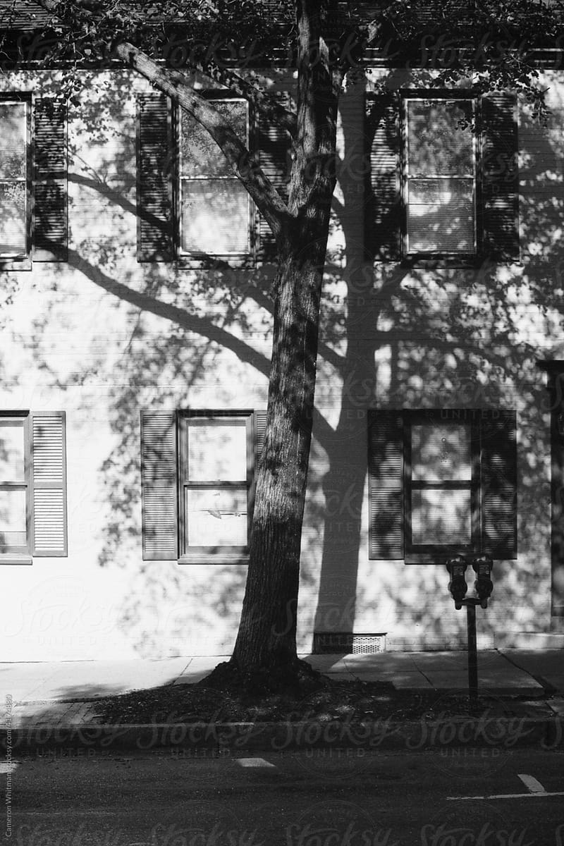 Tree and shadow on a white house