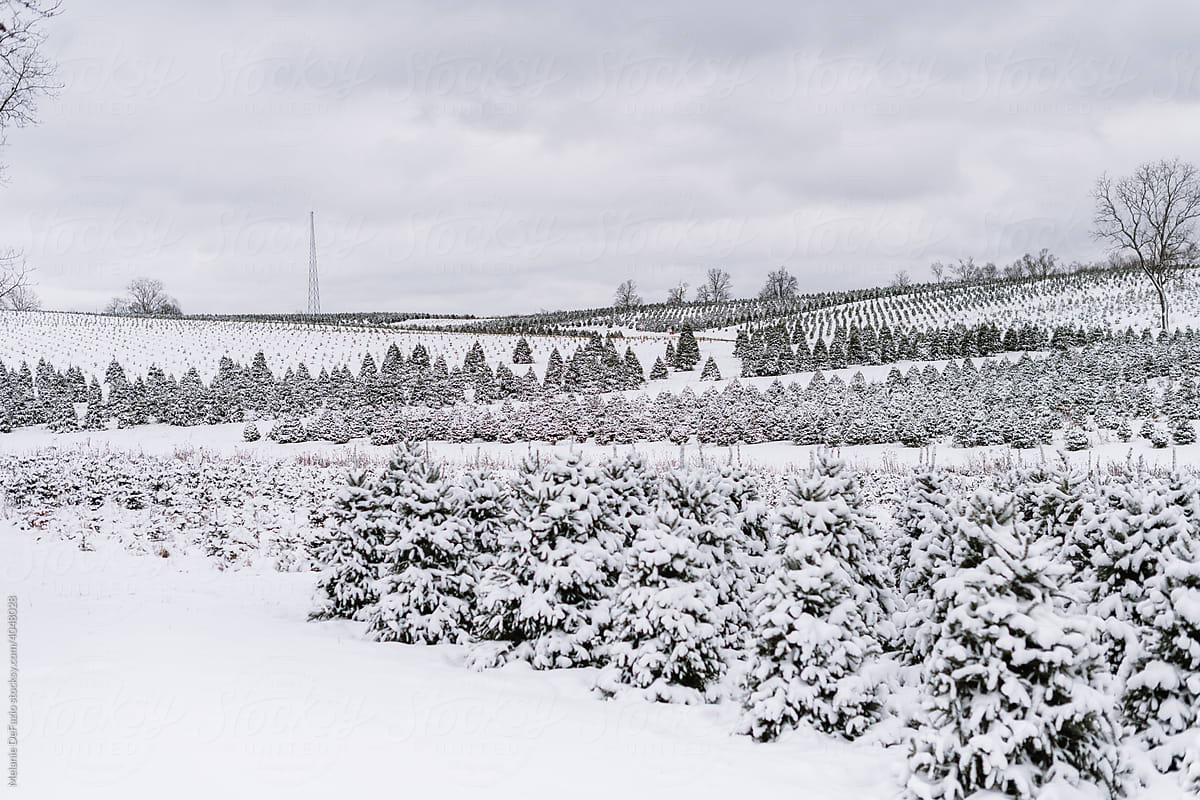 Snow covered tree farm