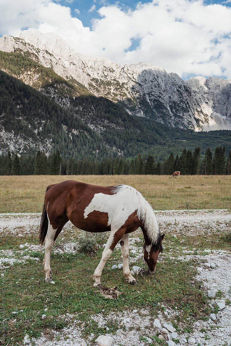 Horses On Mountain Grassland