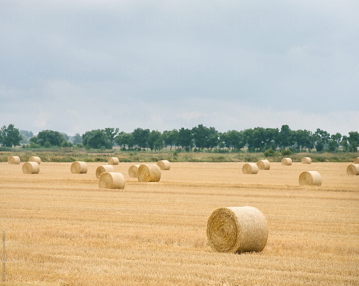 Round bales of hay out in the filed