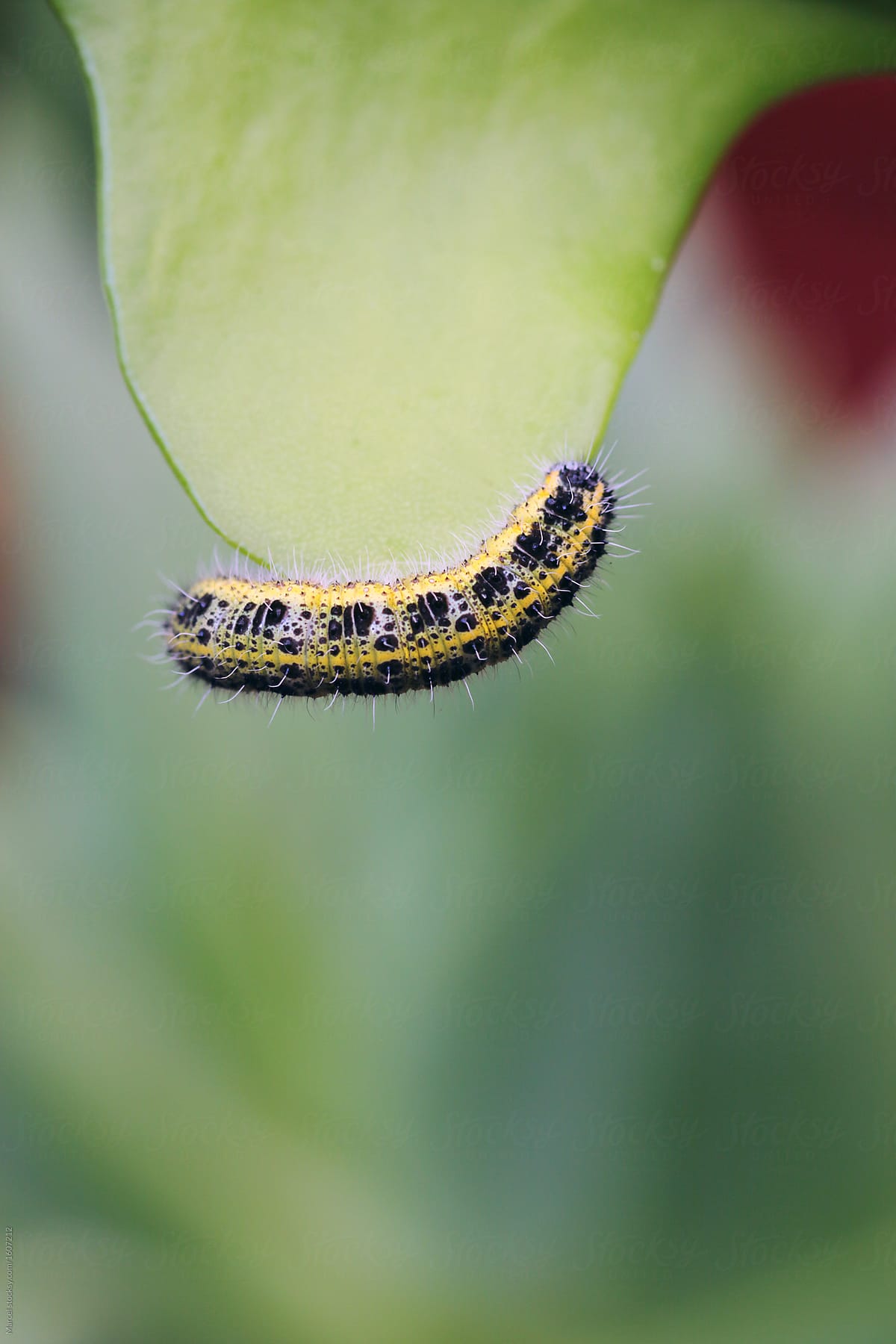 caterpillar feeding on a cactus leaf