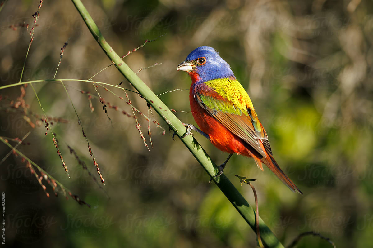 Painted Bunting Eating Seeds