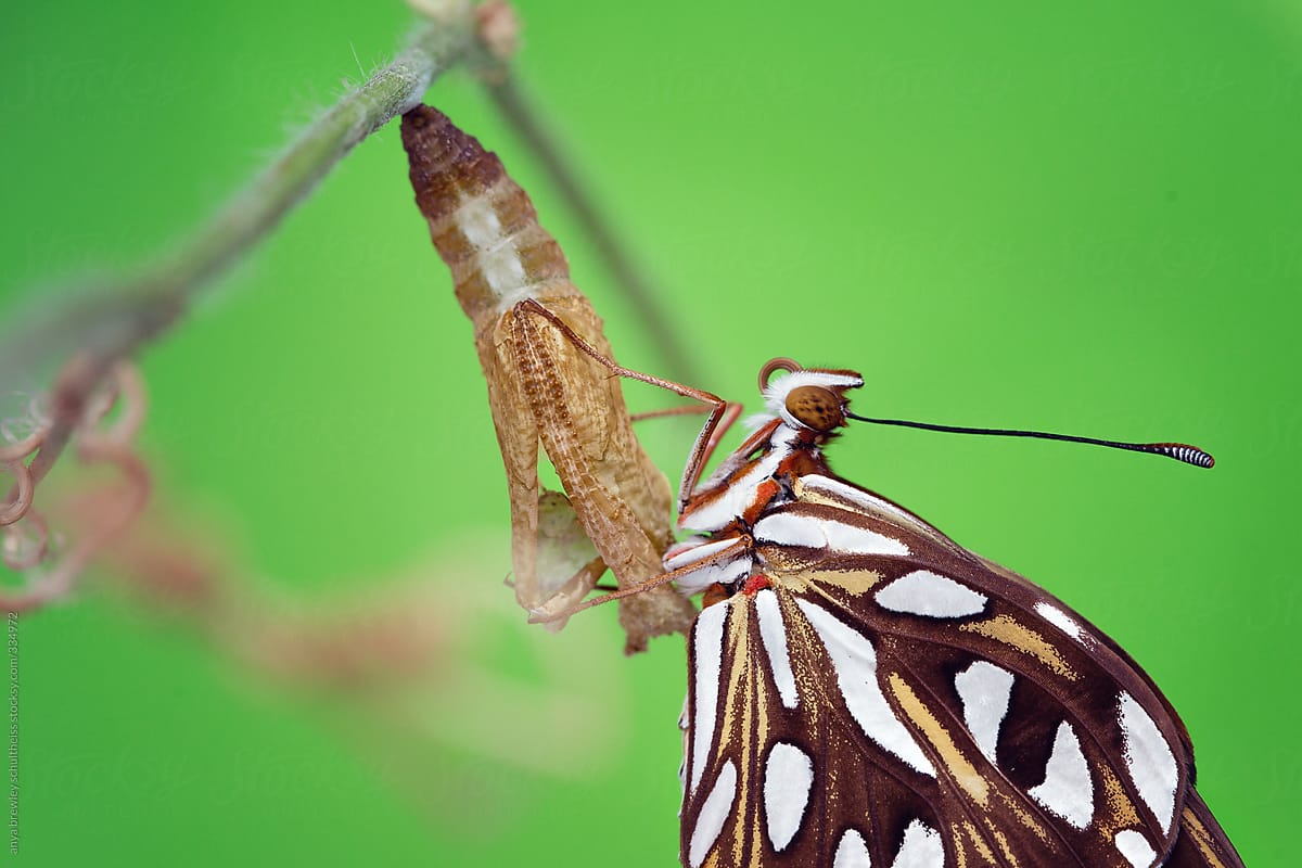 A spotted butterfly sitting on its empty cocoon