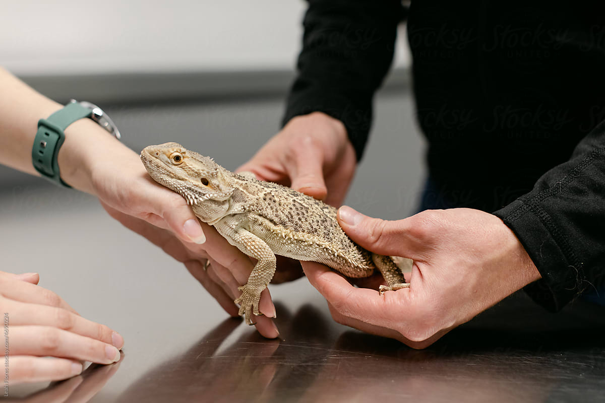 A veterinarian Examines a Lizard