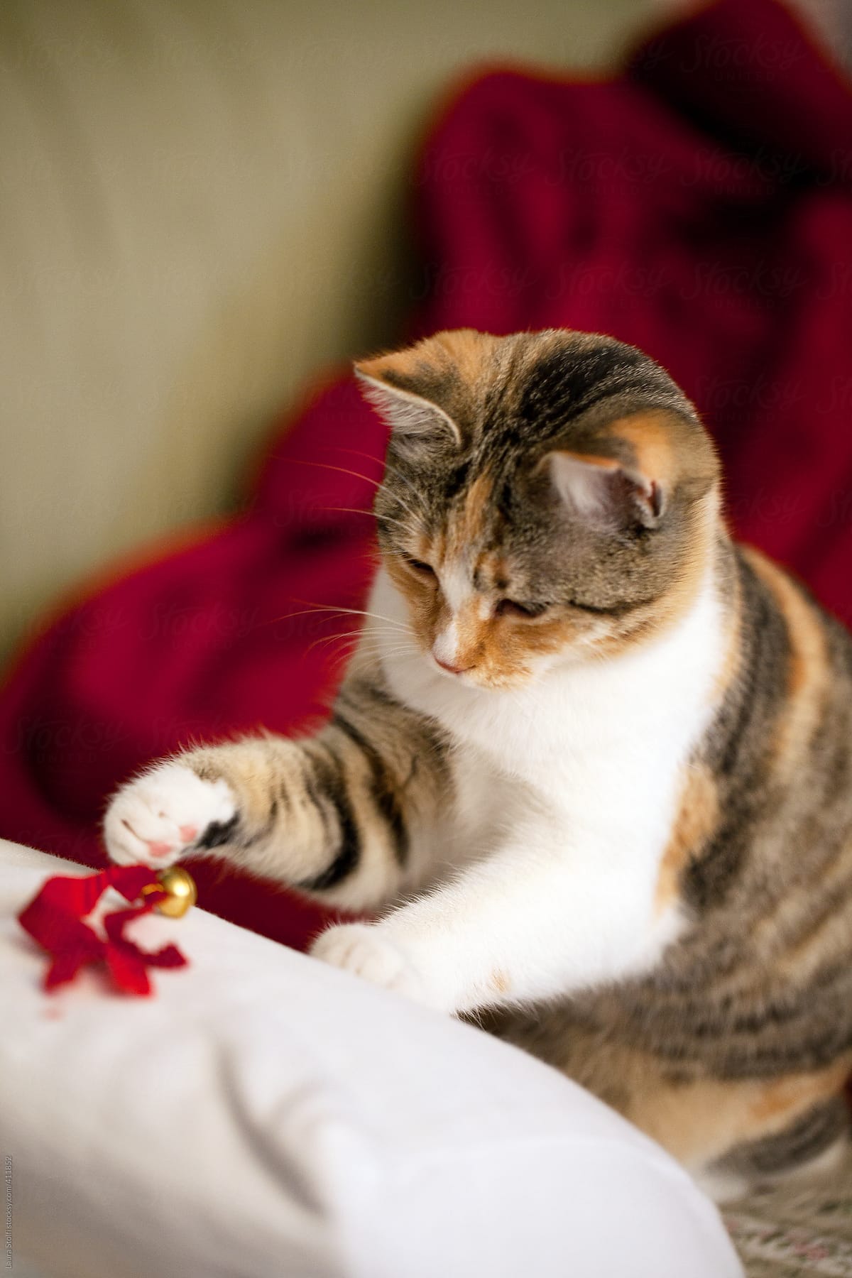 Calico cat plays with red ribbon on armchair
