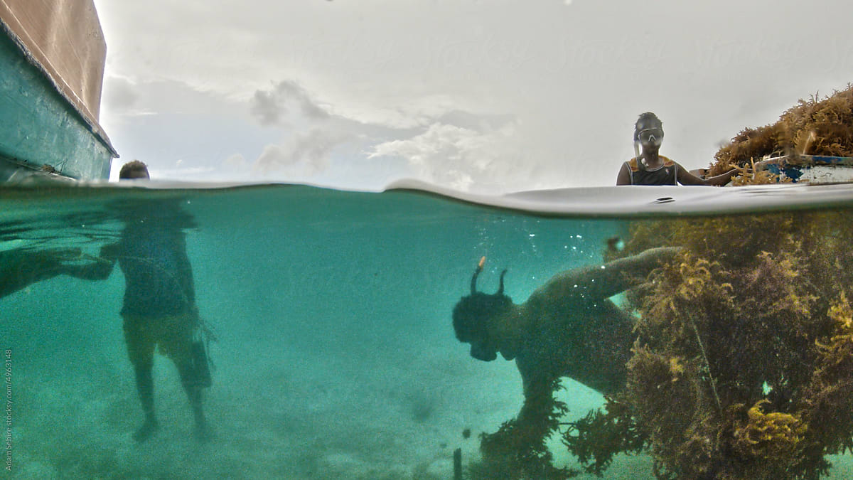 Oceania seaweed farmer planting seed crop underwater, split shot dive