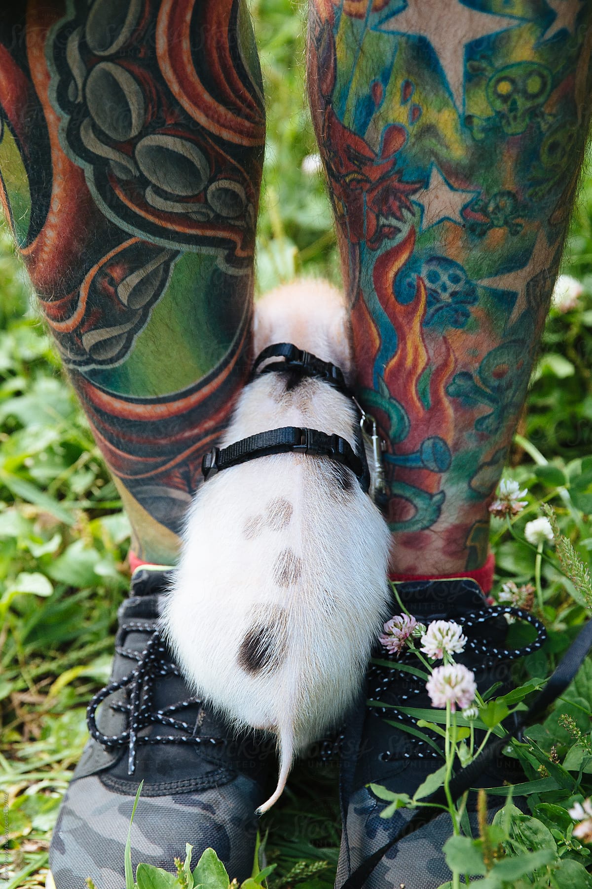 Adorable minipig walking through male tattooed legs