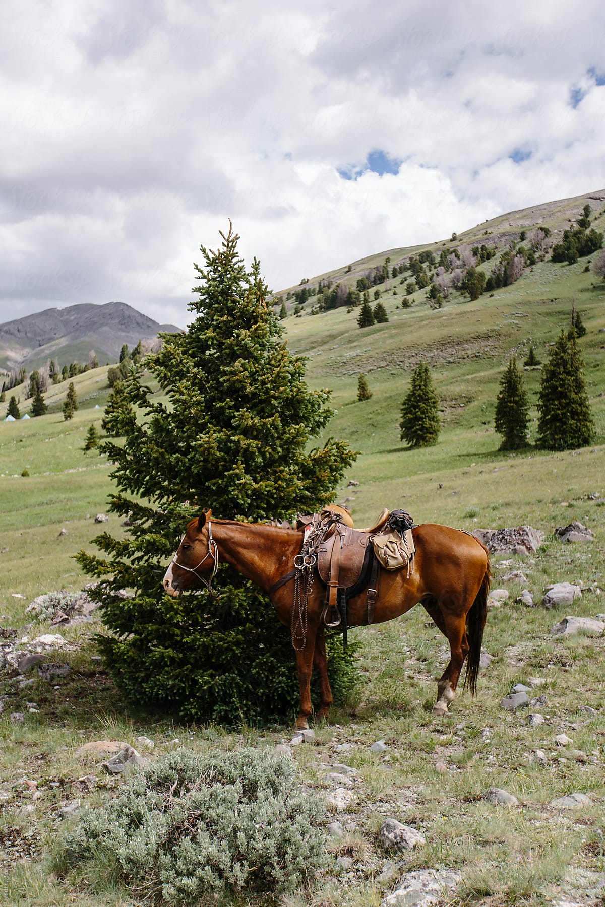Horse tied to tree waiting for owner