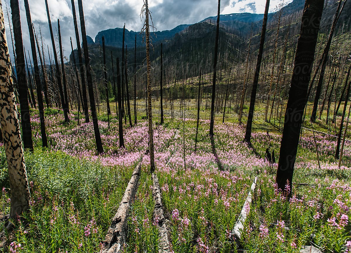 Fire weed and flowers growing among dead trees in old wildfire area