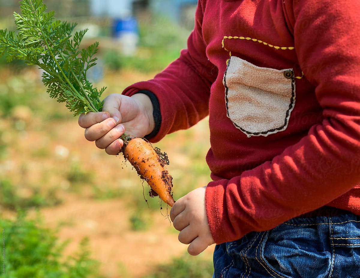 kid holding a freshly harvested carrot with earth still clinging to it outdoors