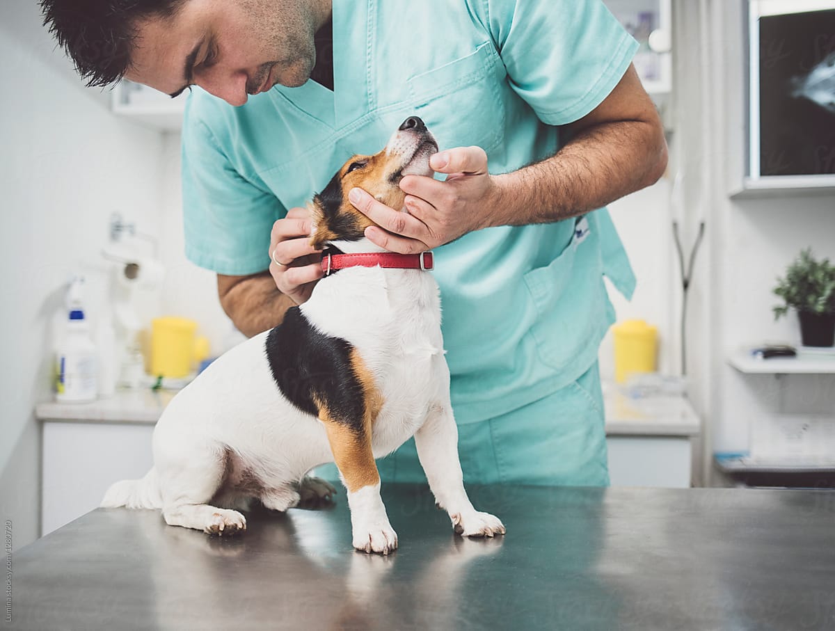 Veterinarian Examining A Dog