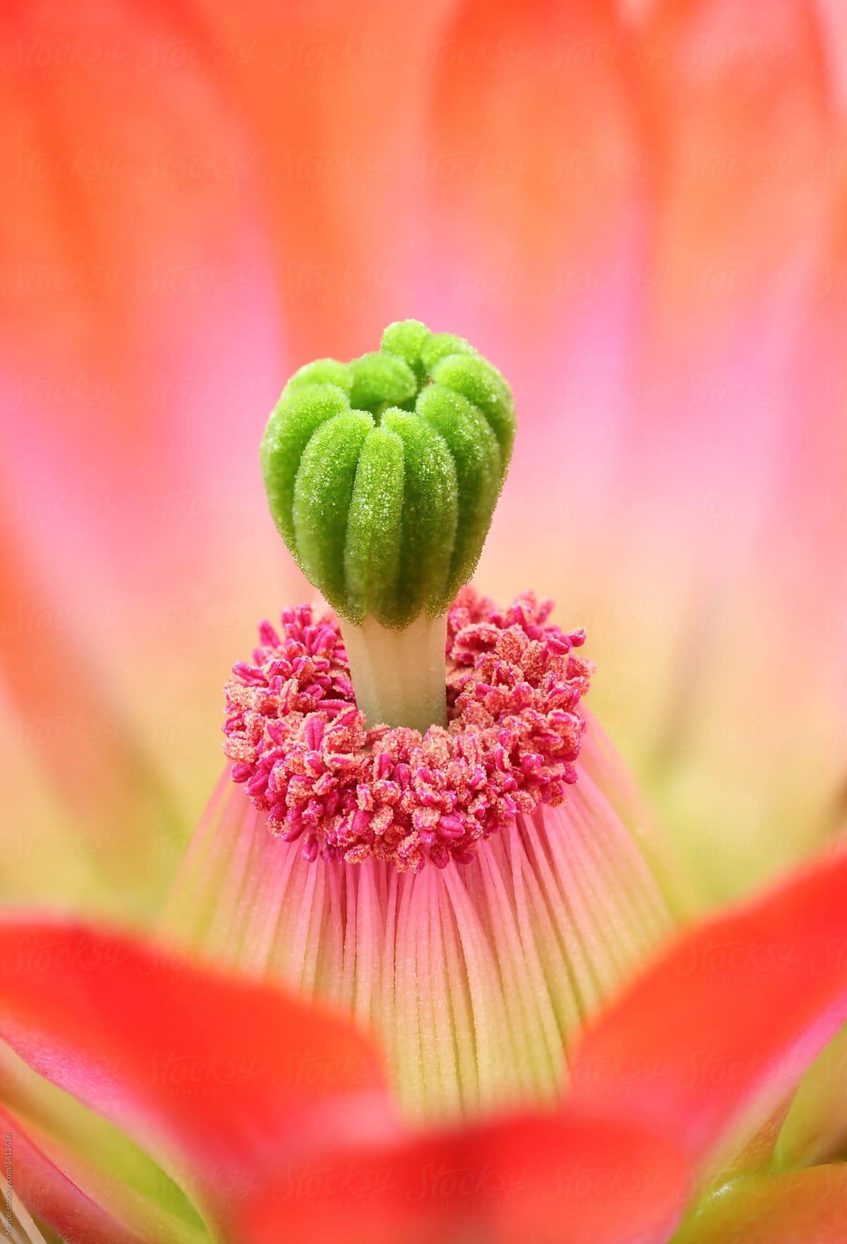 exotic flower on cactus plant