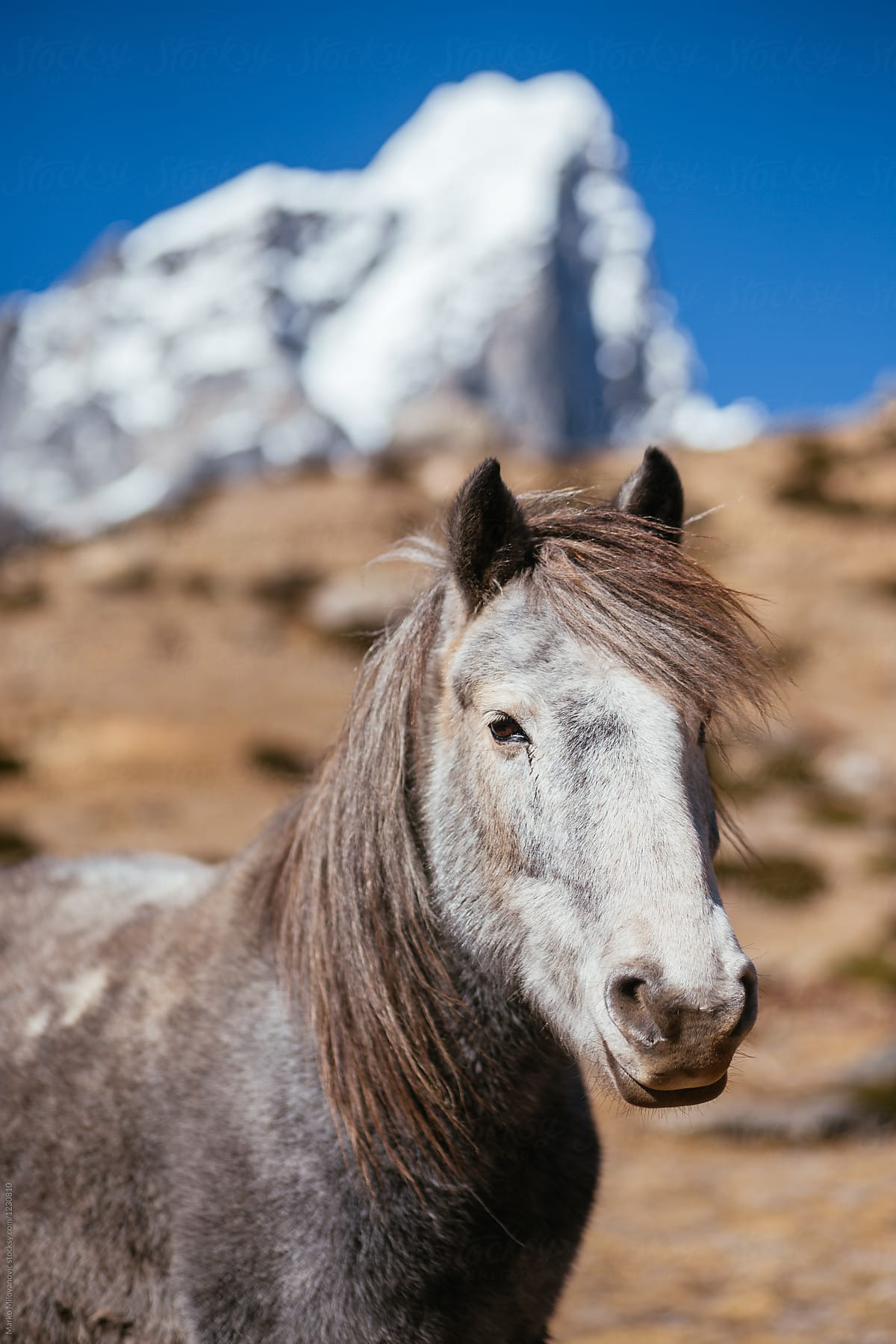 Horse in mountain