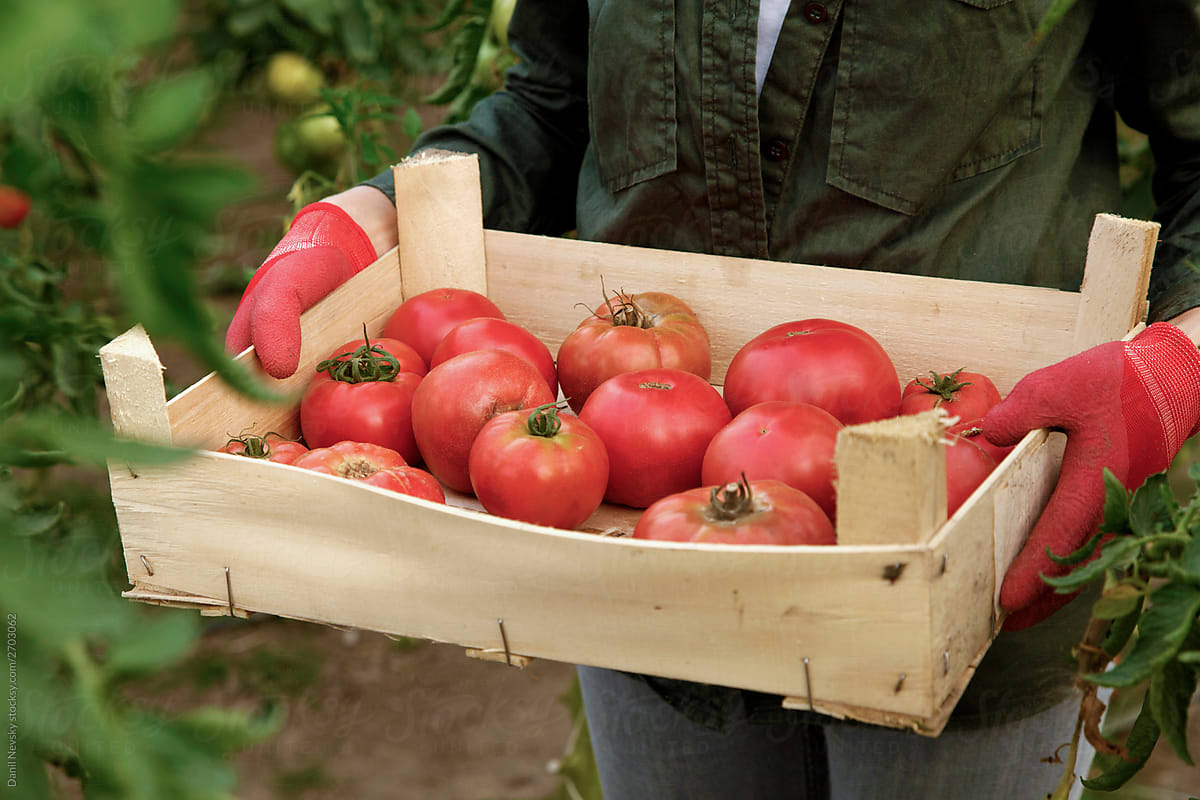 Unrecognizable gardener carrying crate with ripe tomatoes
