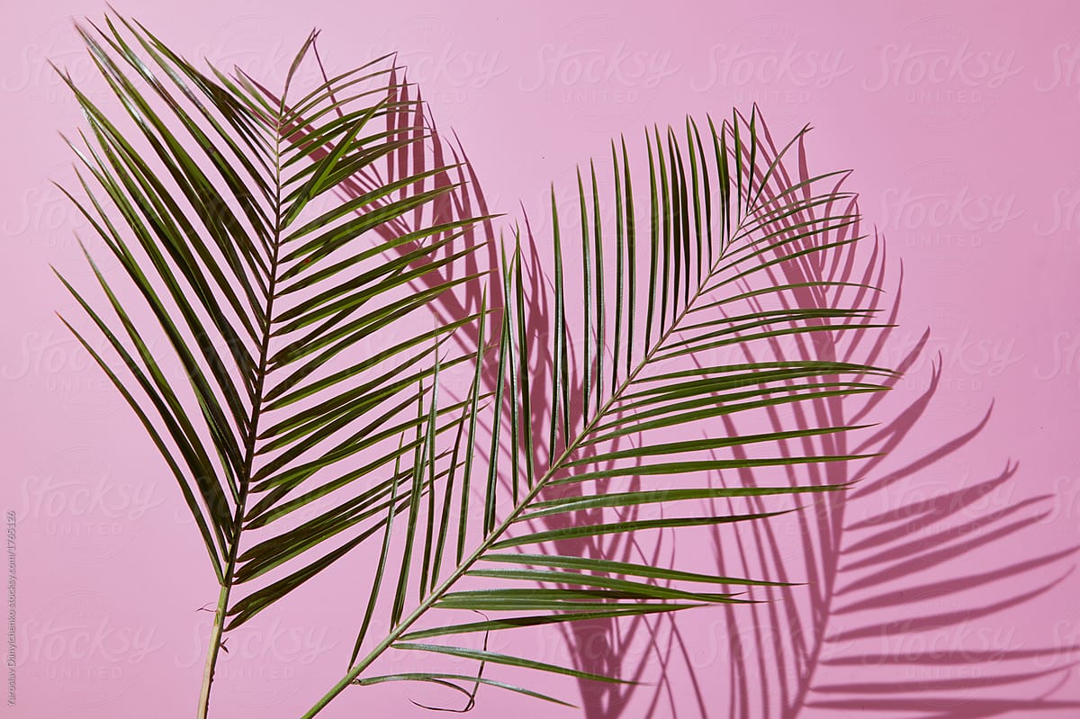 Tropical palm leaf