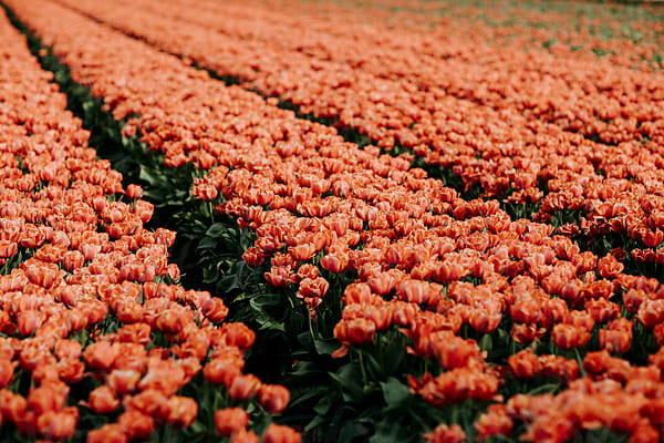 Pink Tulips by Stocksy Contributor Jovana Rikalo