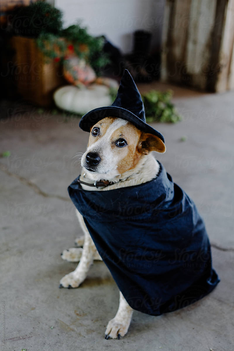red heeler dog wearing witch costume for halloween