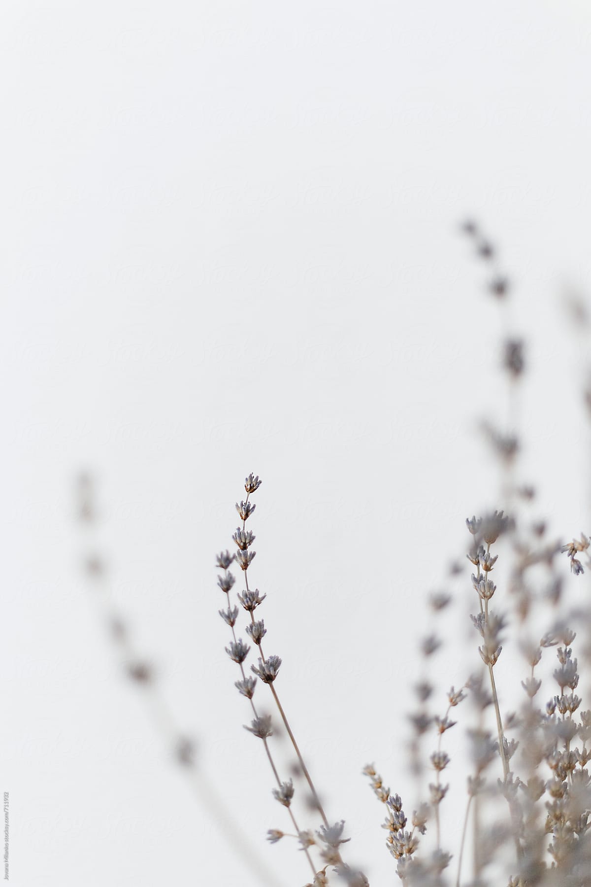 Dryed lavender on white background