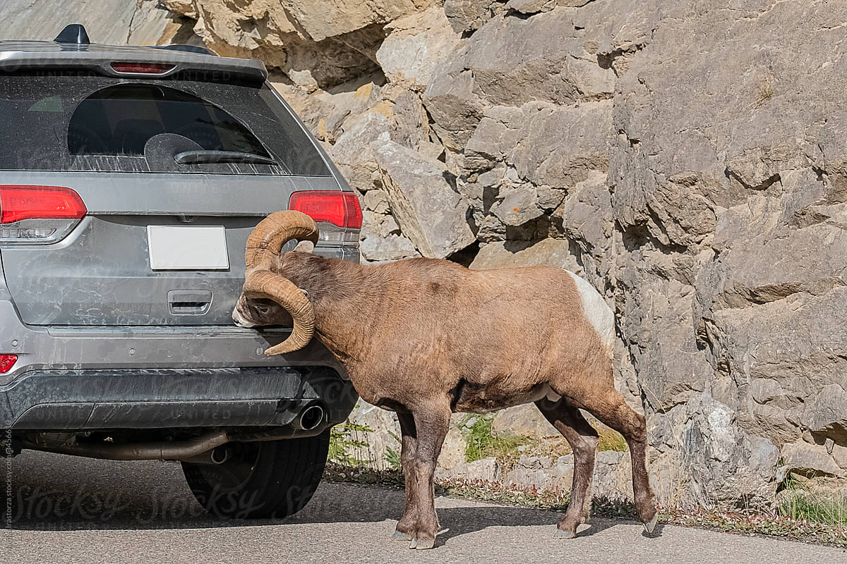 Wild Mouflon Attacks Vehicle