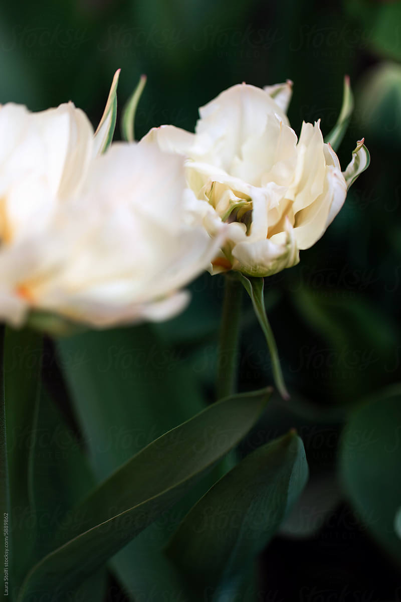 White tulips in bloom close up