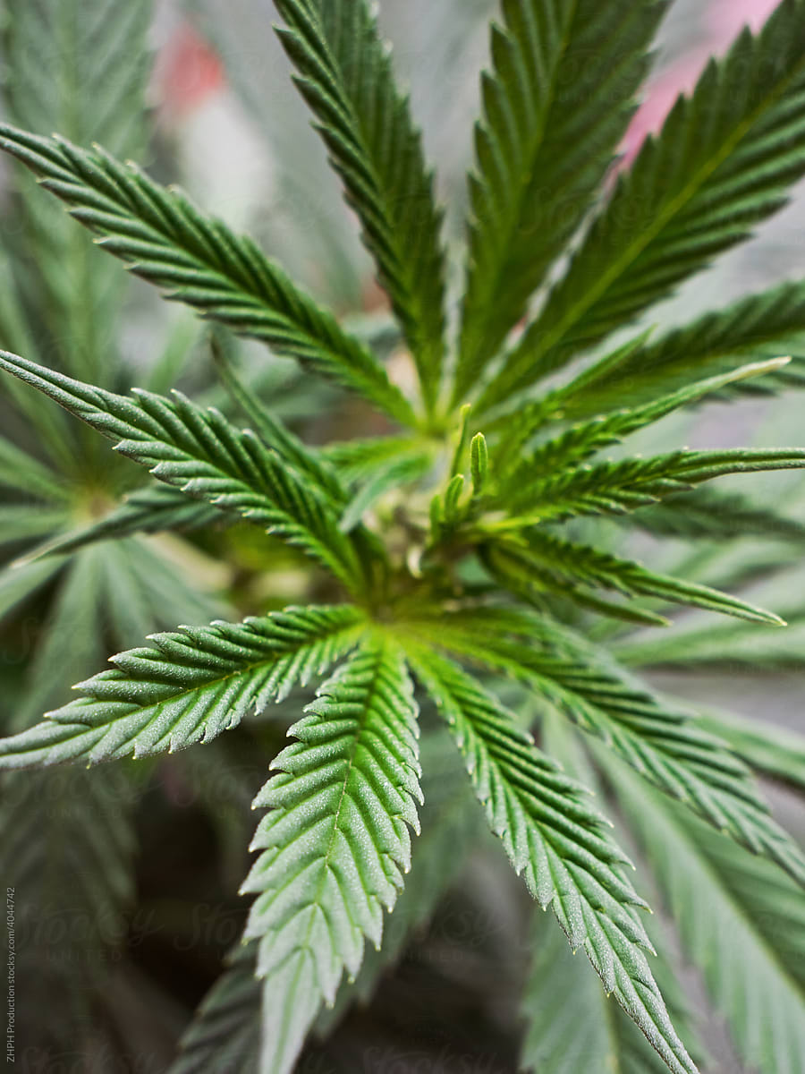 Extreme Closeup Shot Of A Cannabis Plant Leaves