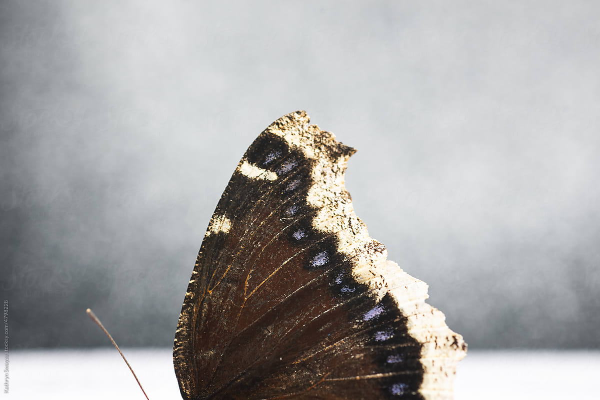 Macro of mourning cloak butterfly wing
