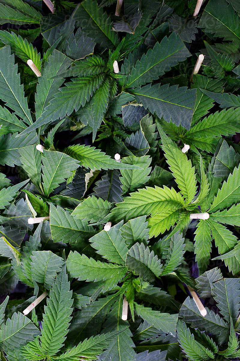 Top-down view of cannabis clones