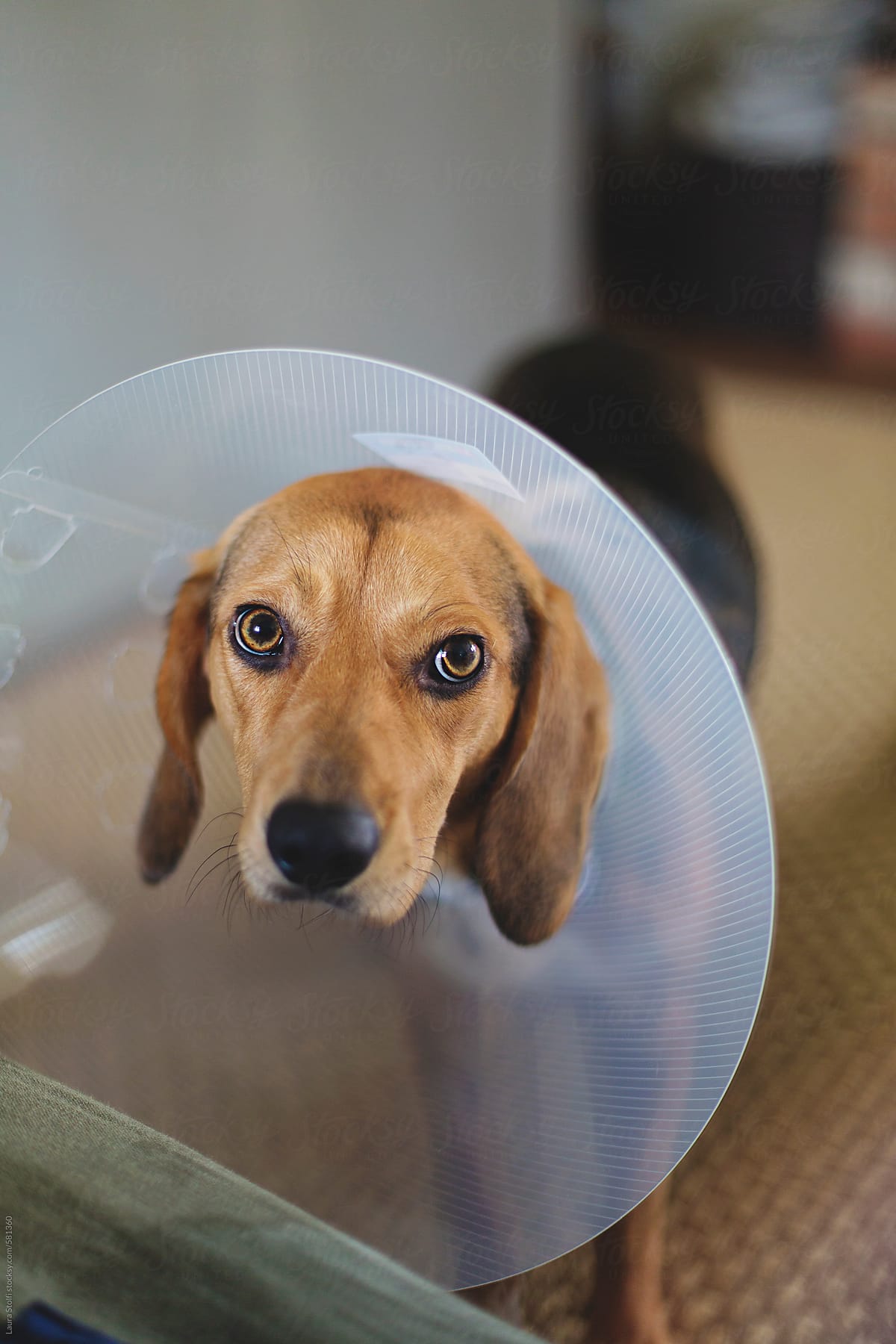 A beautiful dog is sad and upset because she has to wear elizabethan collar