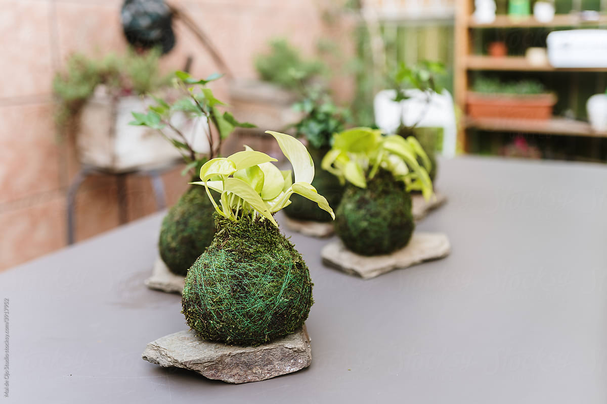 Moss ball plant creations