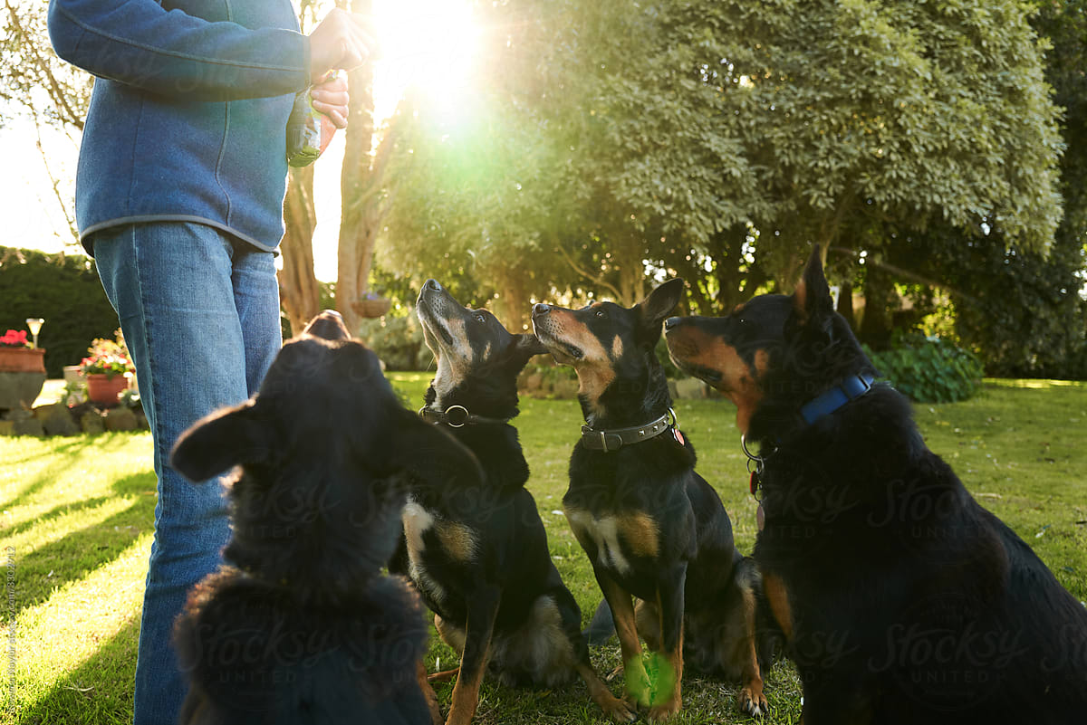 Kelpie dogs lined up for treat