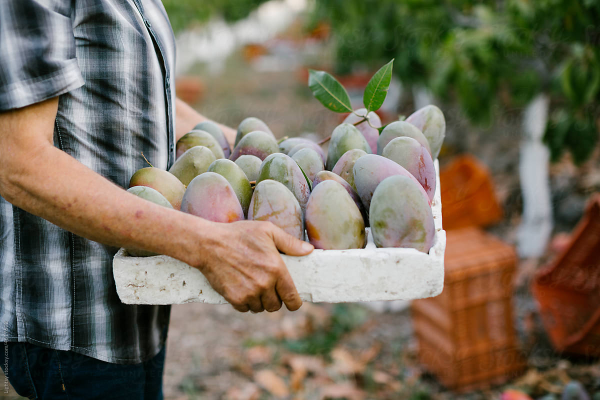 Hands of a man holding a tray with mangoes