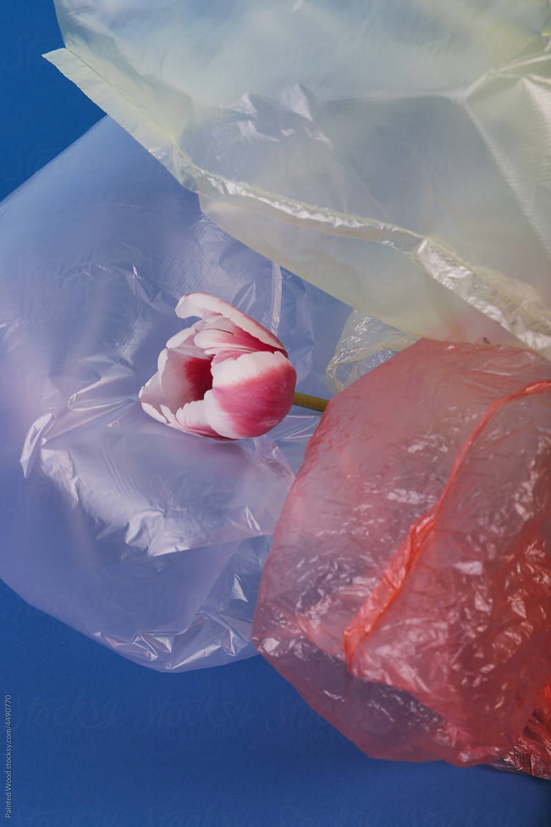 Plastic bags and a tulip